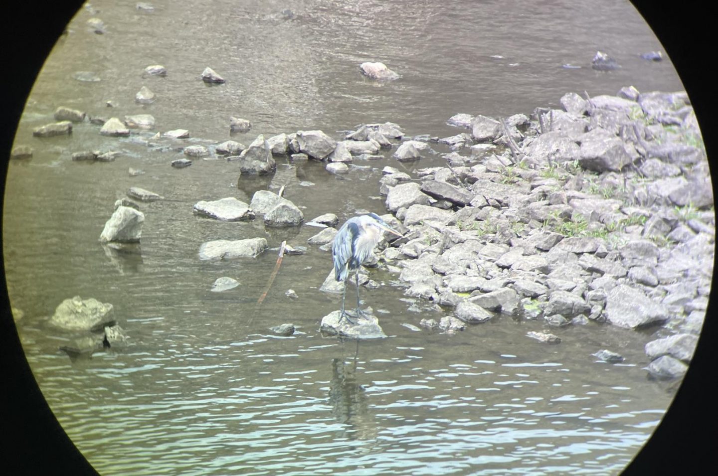 Great Blue Heron through the Sig Kilo 10K-ABS HD Binoculars