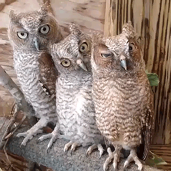 00FB43A8-5F77-47BF-A19C-95E5A38C055F.gif