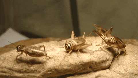 011627E7-9517-4B0D-8401-D9E69721AA78.gif