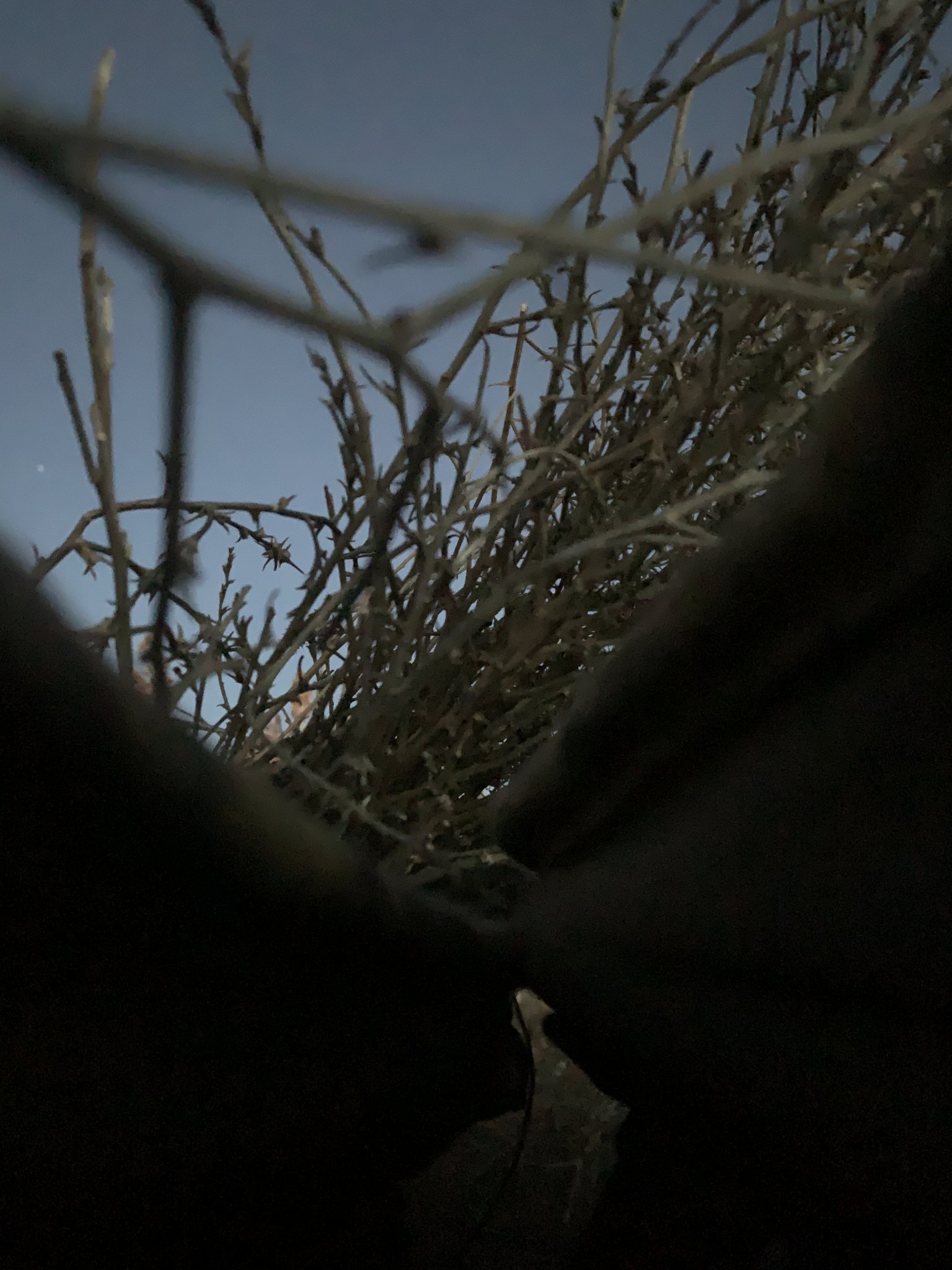 032DE3F9-C20F-46F0-A0AB-839C8CA828E2.jpeg