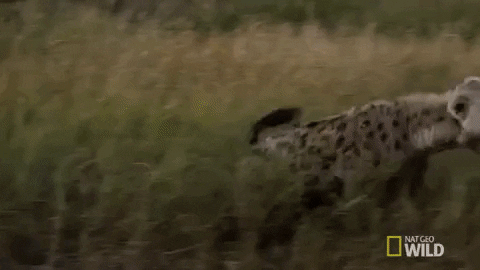 037E6637-E6A4-462B-A68C-FB5A5911631E.gif