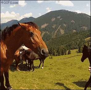 052572D1-935C-4EC7-9190-508D862C4BBE.gif