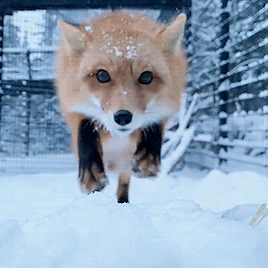 069AC118-2A29-461B-B3C9-5D3BFC1635E1.gif