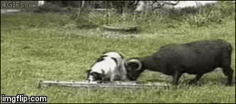 06E4DE2F-7F62-4E24-85E7-19011B729999.gif