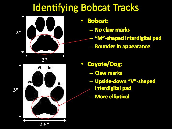 0da48d8a6ad0015785cdb36afa415591--bobcat-tracks-animal-tracks-1284946837.jpg