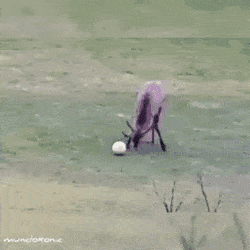 1.gif