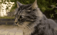 1000001381.gif