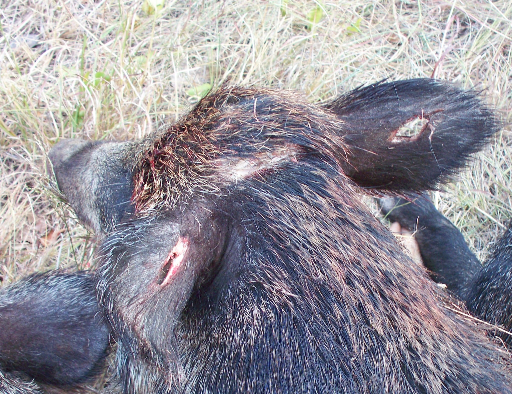 100_1803 crop.JPG