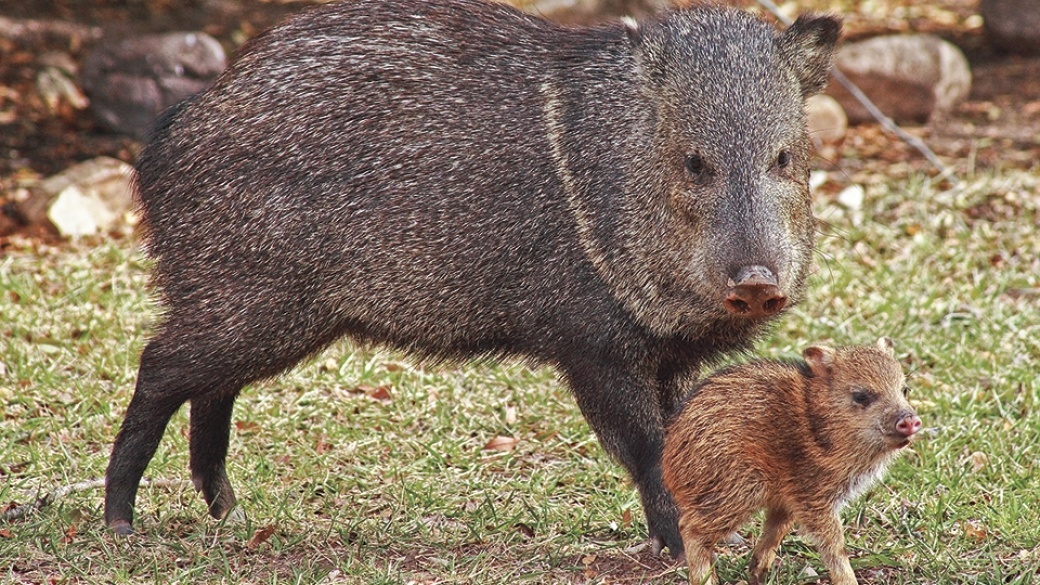 1109_javelina_0.jpg