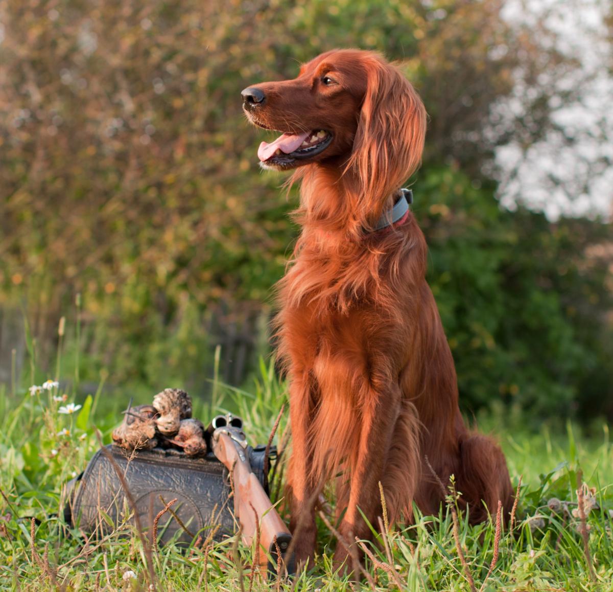 1200-17035156-irish-setter.jpeg