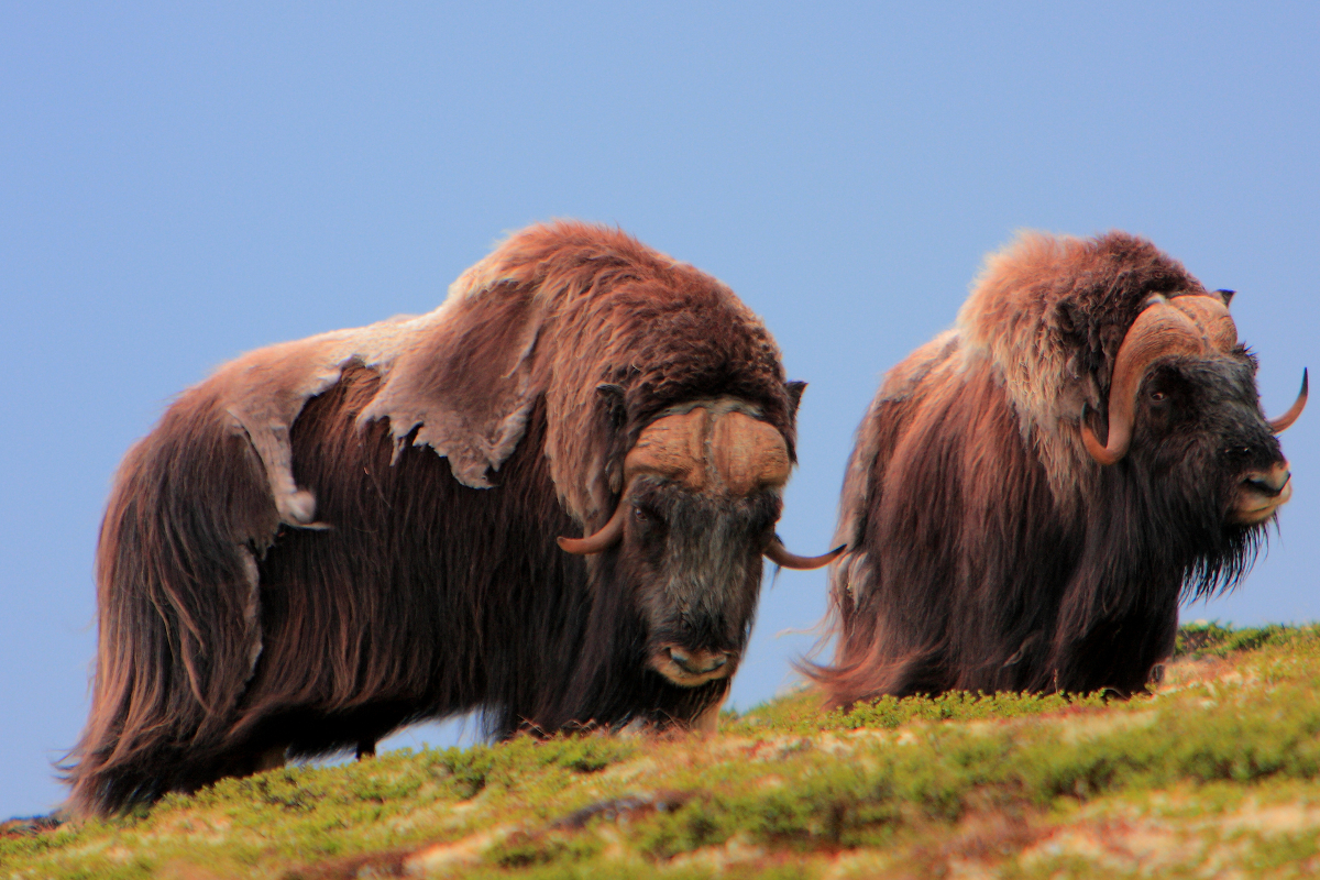 1200-178992691-muskox-double-layered-coat.jpg