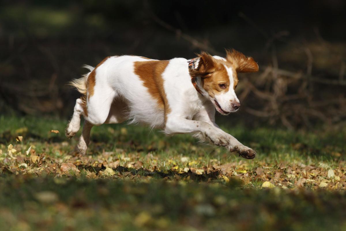 1200-52758518-brittany-dog.jpeg