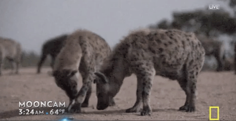 12A3A95E-1E0D-41AF-B6EA-67BA356814E2.gif