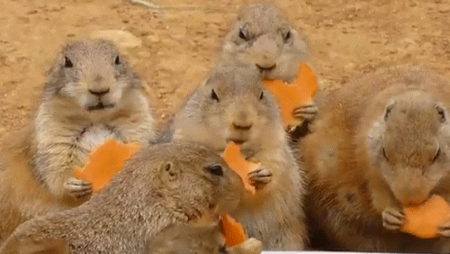 1516637416_lunchlearn.gif