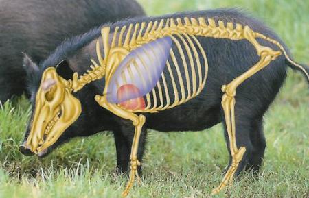1530feralhog1.jpg