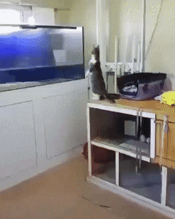 1566930016439.gif