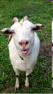 1575345845583.gif