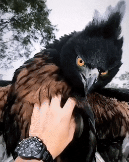 1583354737744.gif