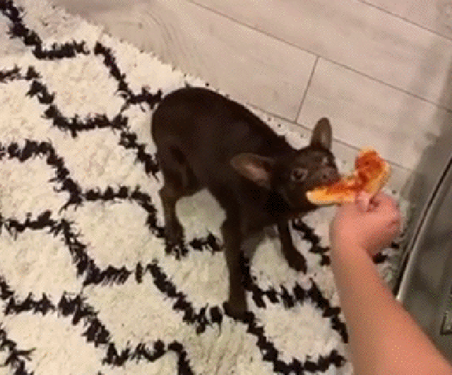 1584058392113.gif