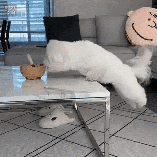 1584767515013.gif