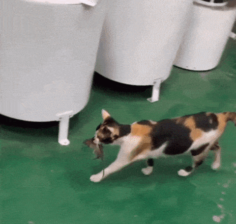 1589414511620.gif