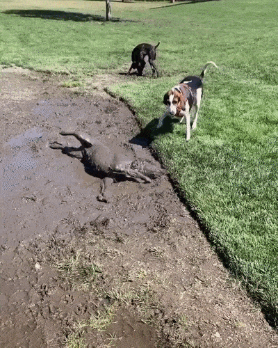 1589418839808.gif