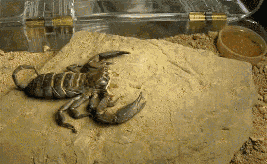 1595203545123.gif