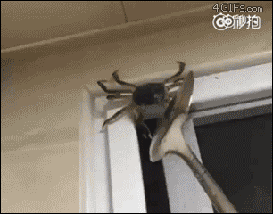 1596226558613.gif