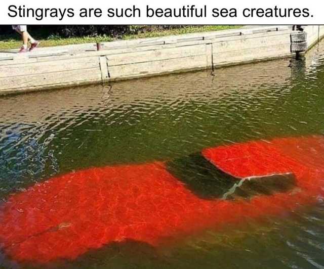 1596498371244.jpeg