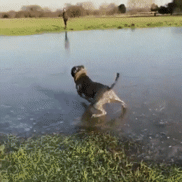 1598827033365.gif