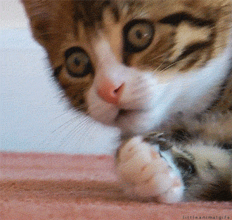 1603806041341.gif