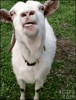 1615229867380.gif