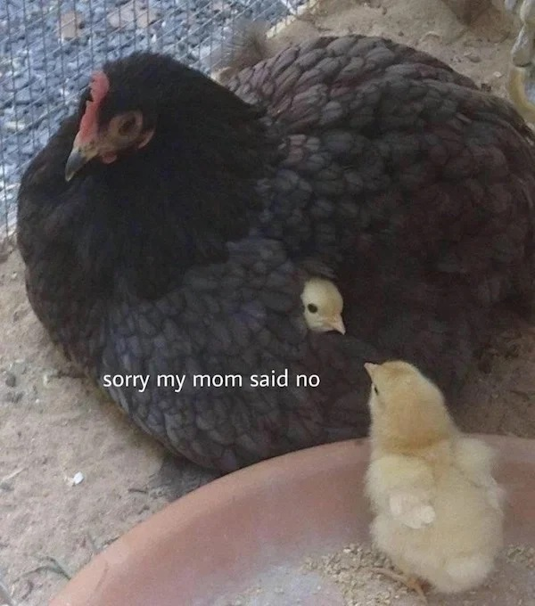 1620846255356.png