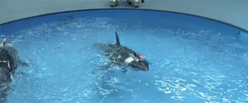 1621282413060.gif