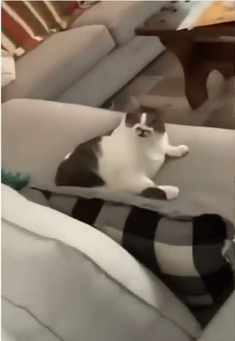 1624498266020.gif