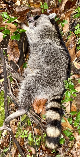 1624coon.jpeg
