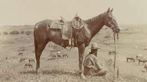 The Cowboy's Horse - YouTube