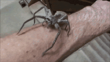1630940879_r3j97vjkhn.gif