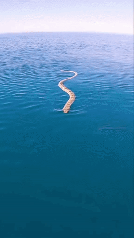 1631450052_qm1mp0p1gh.gif