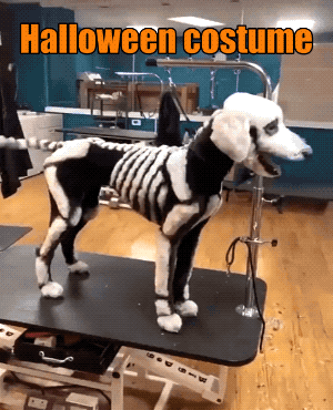 1633545910_kh3f4qvy7l.gif
