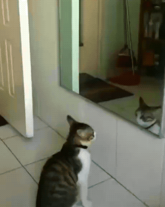 1633800209_lbgsquhzel.gif