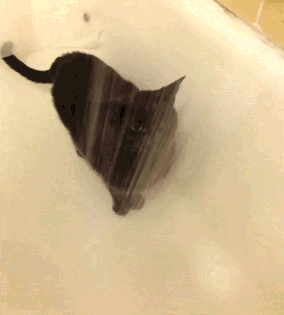 1634686097295.gif