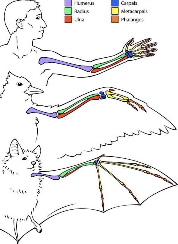 1635950504_mfoxphd0ic.jpeg