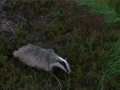 1648168241017.gif