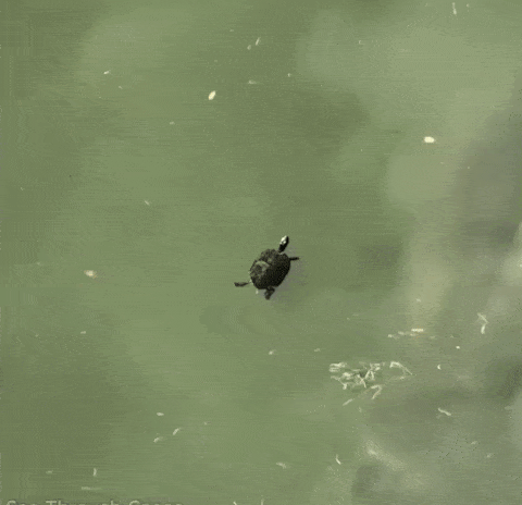 1655842921_2.gif