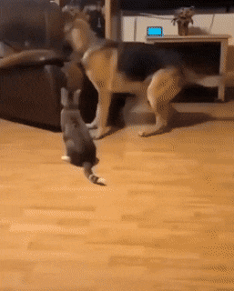 1657432626_11.gif