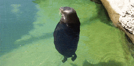 1657660509_23.gif
