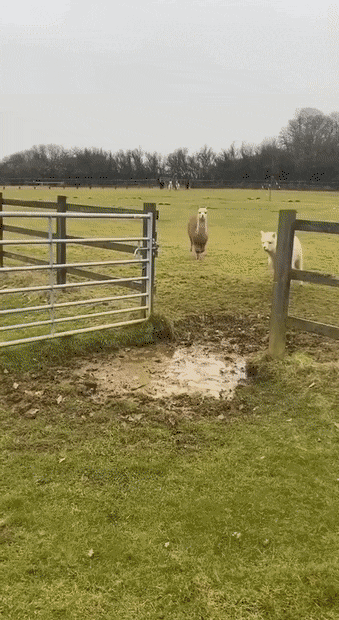 1659366138_26.gif