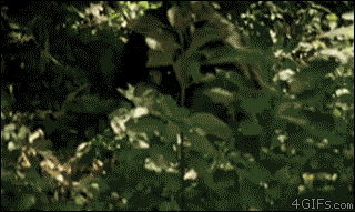 1659477812174.gif