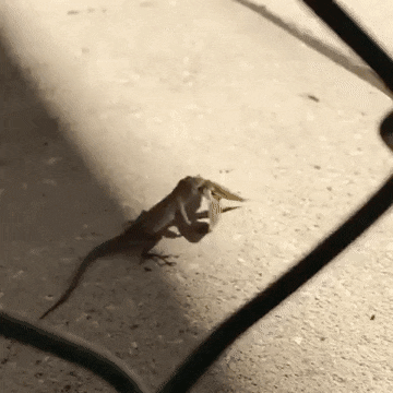 1660846726_4.gif
